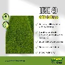 Lush 40 (2).webp