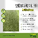 wintergreen 30 (2).webp