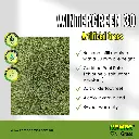 Wintergreen 30