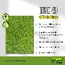 Lush 40